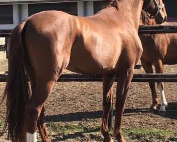 stallion Sucafano (Hanoverian, 2014, from Spartacus TN)