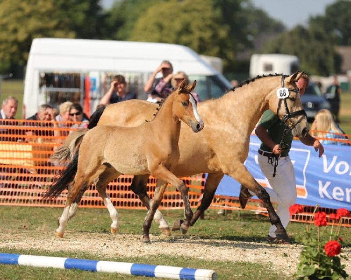 Dressurpferd Diego de Lux MT (Deutsches Reitpony, 2018, von Dornik B)