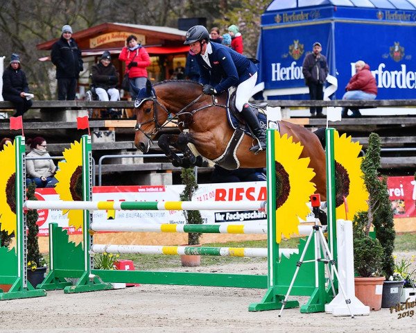 jumper Affiche Z (Zangersheide riding horse, 2014, from Arko III)