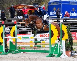 jumper Affiche Z (Zangersheide riding horse, 2014, from Arko III)