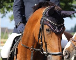 broodmare Wyanet 4 (Oldenburg, 2007, from Wolken-Hit)