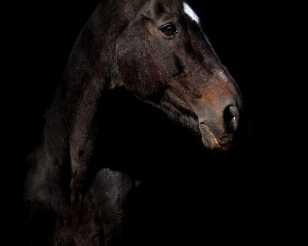 dressage horse Ingo (Trakehner, 1995, from Beg xx)