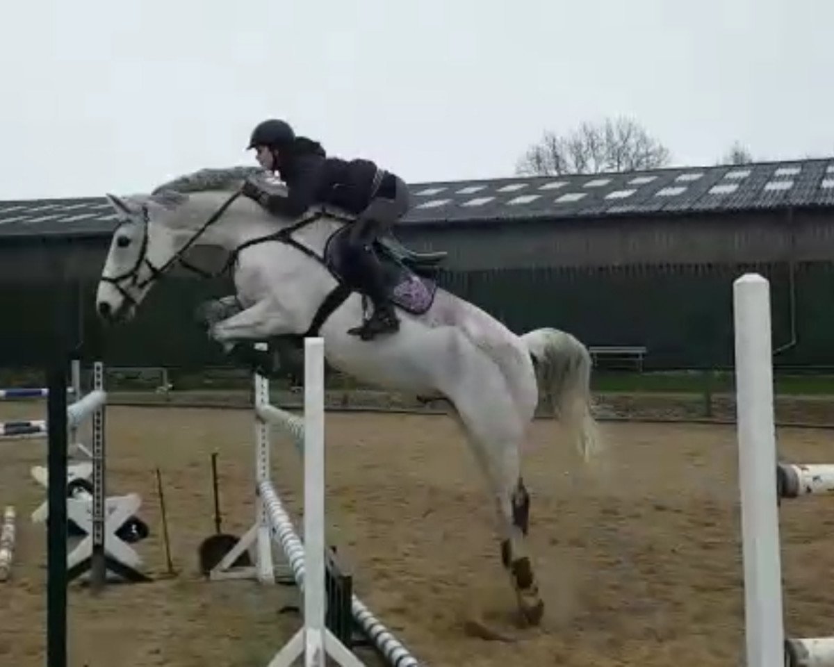 Cavallo da salto Linus 341 (Holsteiner, 2004, di Landos)