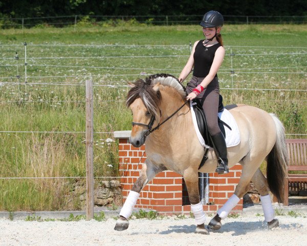 stallion Valentino II LGKS (Fjord Horse, 2011, from Valør Halsnæs)