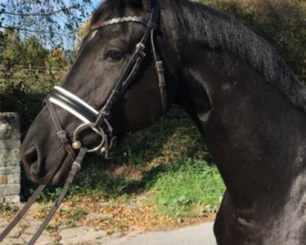broodmare Westside Rose (Oldenburg, 2015, from Grey Flanell)