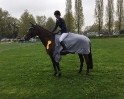jumper Lady-Beatrix (Hanoverian, 2014, from Dutch Jumper)