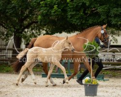 Pferd Dance Boy (Deutsches Reitpony, 2019, von Desmond)