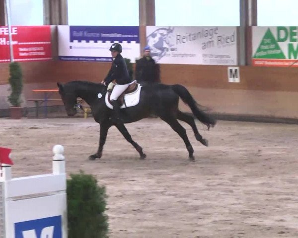 Springturnier Langenau 2016