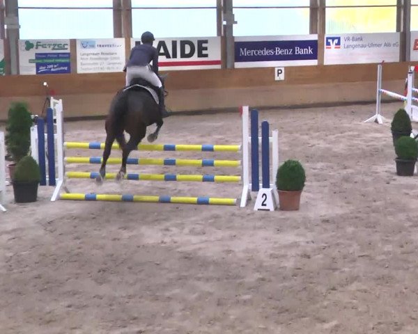 Springturnier Langenau 2016