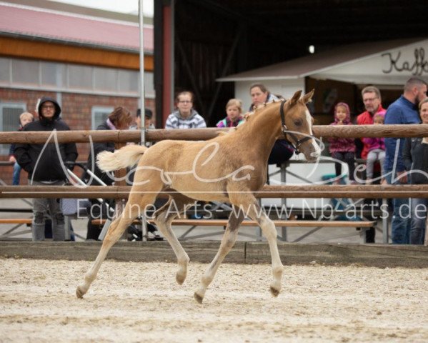 horse Stute von Coer Noble / FS Numero Uno (German Riding Pony, 2019, from Coer Noble)
