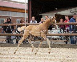 Pferd Stute von Coer Noble / FS Numero Uno (Deutsches Reitpony, 2019, von Coer Noble)