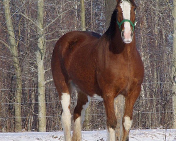 Zuchtstute Willow Way Cassidy (Clydesdale, 1999, von Torrs Quicksilver)