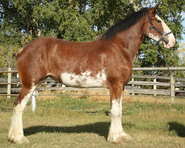 broodmare Willow Way Jade (Clydesdale, 2009, from Zorra Highland Captain)