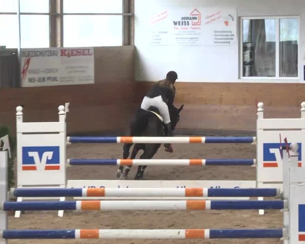 Springturnier Langenau 2016