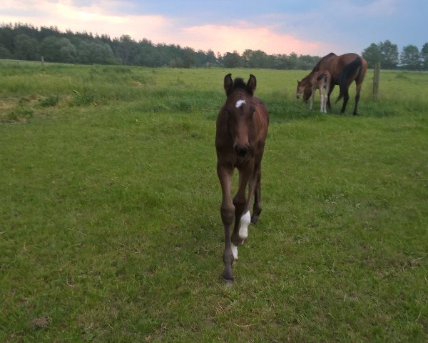 broodmare Daphne FF (Mecklenburg, 2019, from D'Olympic)