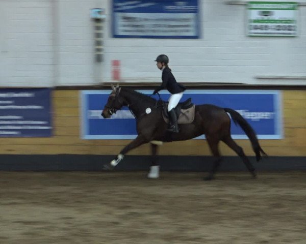 Reitturnier Heide 2021