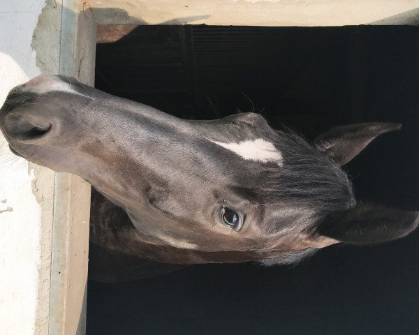 horse Danceur Noir (Westphalian, 2016, from Dancier)