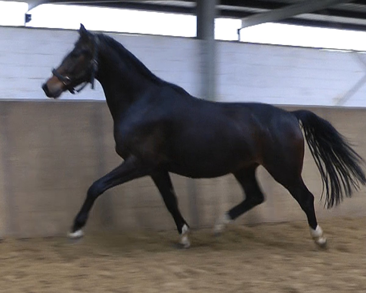 dressage horse Dressage Royal x Laomedon (Westphalian, 2015, from Dressage Royal)