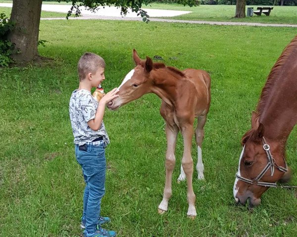 horse Suarez FF (Mecklenburg, 2019, from Saverio)