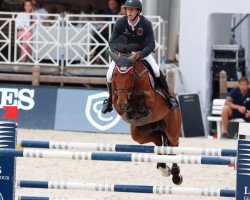 broodmare Claire Z (Zangersheide riding horse, 2008, from Clearway)