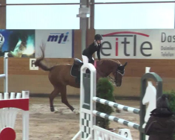 Springturnier Langenau 2016
