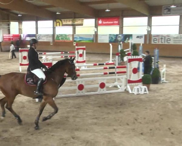 Springturnier Langenau 2016