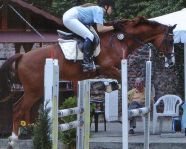 horse A la Angard (Hessian Warmblood, 1995, from Angard)