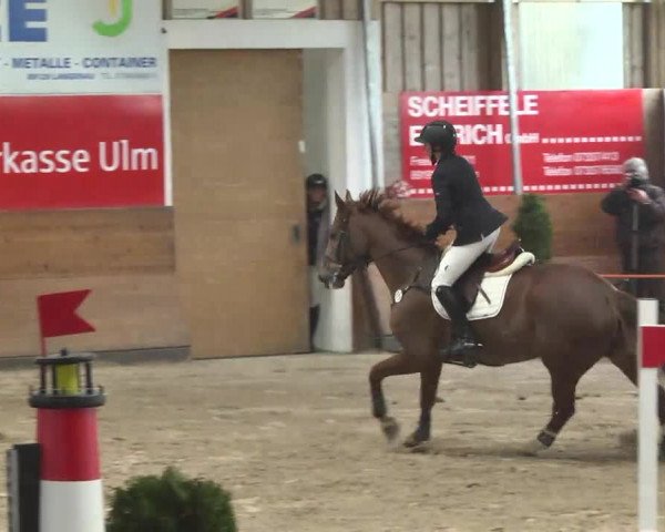 Springturnier Langenau 2016