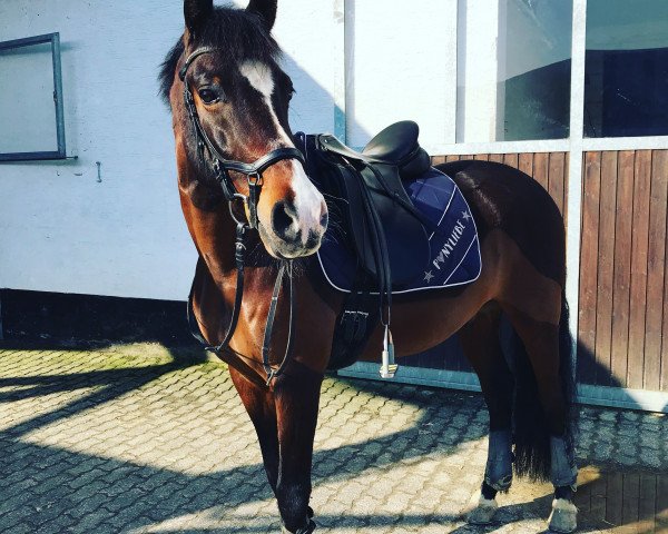 dressage horse Toledo 41 (German Riding Pony, 2008, from Topnatrejo)