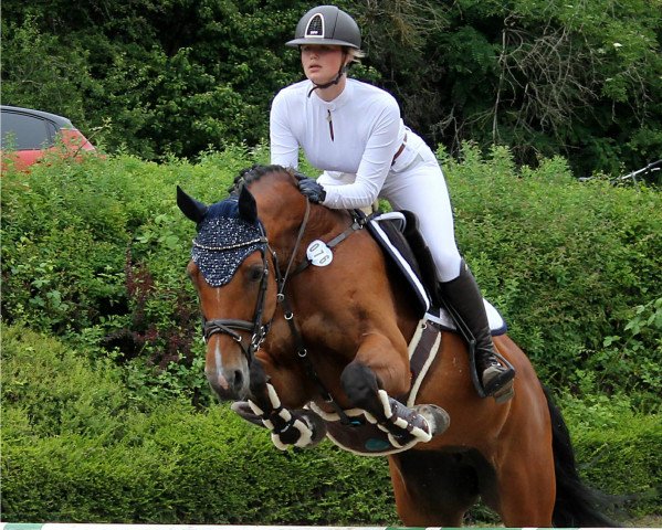 Springpferd Cavalia (Westfale, 2007, von Contello)