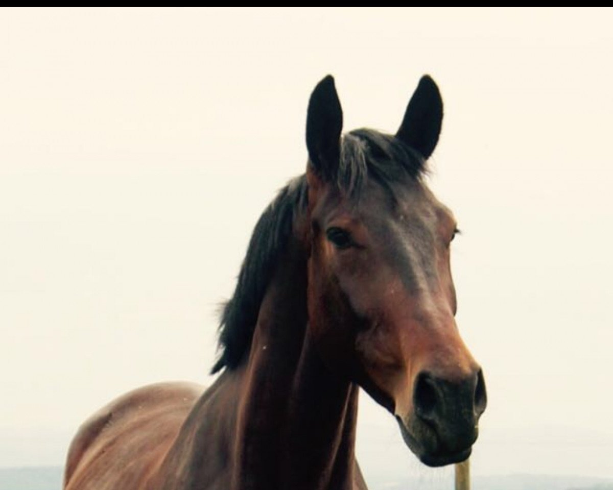horse Lanthano 38 (Sachs-door. Heavy Warmbl., 2010, from Lexter *)