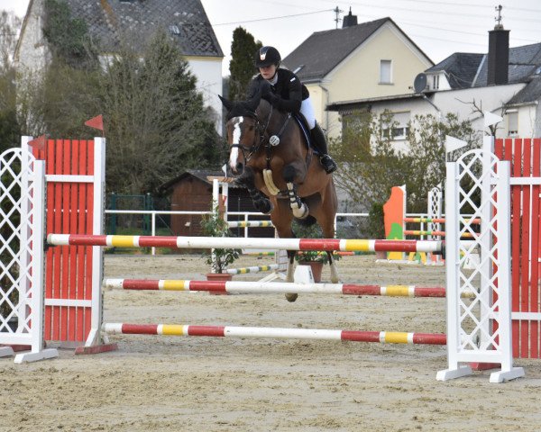 jumper Calida K. (Westphalian, 2013, from Calido I)