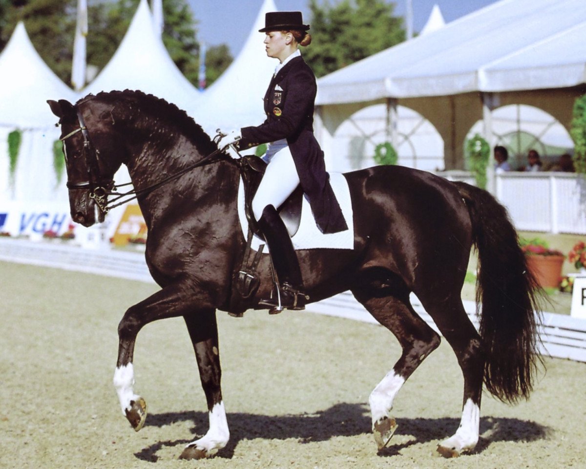 Stallone da monta De Niro (Hannover, 1993, di Donnerhall)