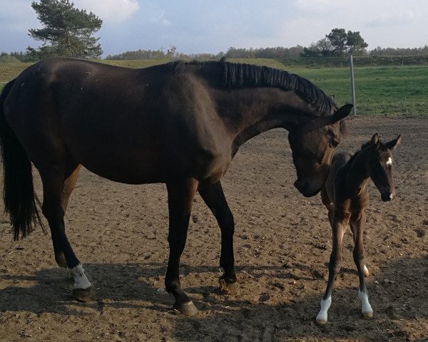 broodmare Senti La Vita (Oldenburg, 2019, from St. Patrick)