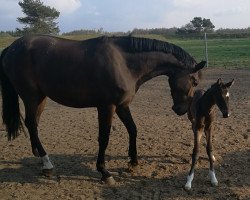 broodmare Senti La Vita (Oldenburg, 2019, from St. Patrick)