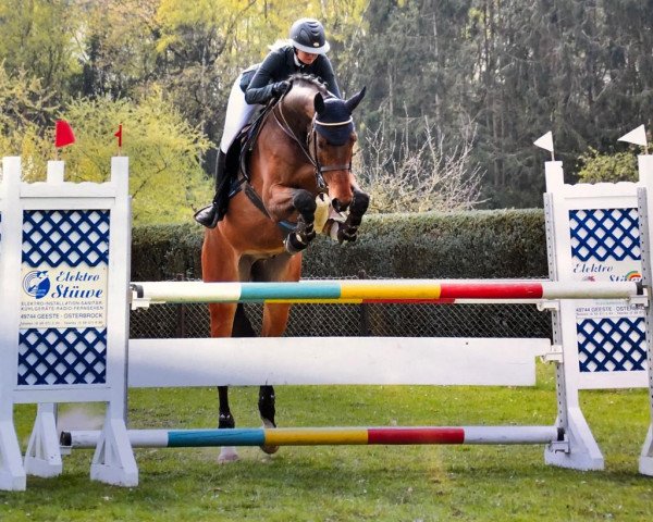 Springpferd Oberon van het Keizershof (Belgisches Warmblut, 2014, von Vittorio)