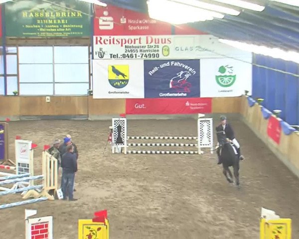 Dressurturnier Großenwiehe 2016
