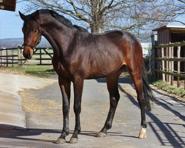 horse Grey Jazz (Oldenburg, 2016, from Grey Flanell)