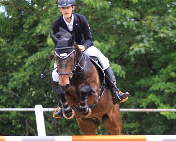 jumper Hexter (German Riding Pony, 2002, from Frederiksminde Hazy Match)