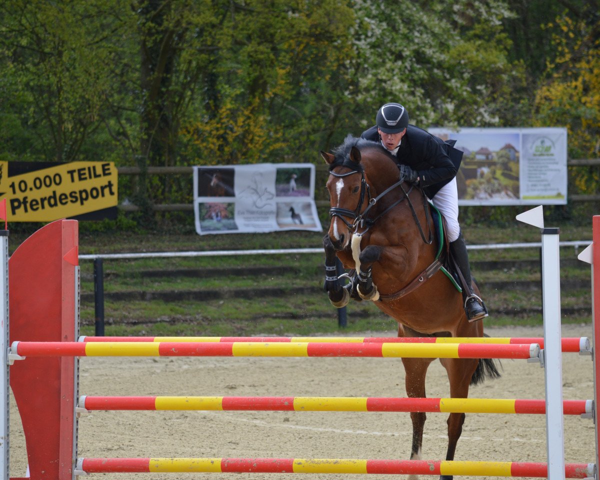Springpferd Cinderella O (Oldenburger Springpferd, 2013, von Cador 5)
