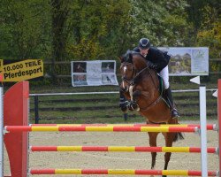 jumper Cinderella O (Oldenburg show jumper, 2013, from Cador 5)