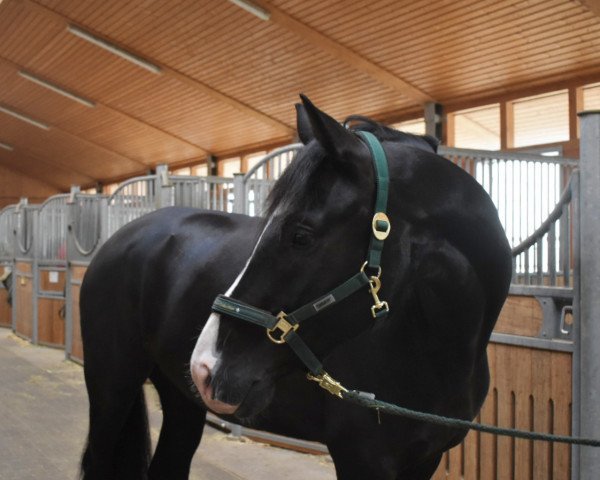 dressage horse Allende (Oldenburg, 2014, from Ampère)