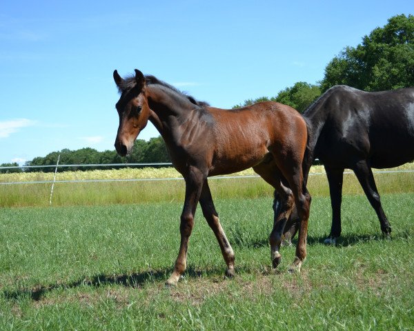 horse Danny Ocean W (Westphalian, 2019, from Blue Hors Dreamline)