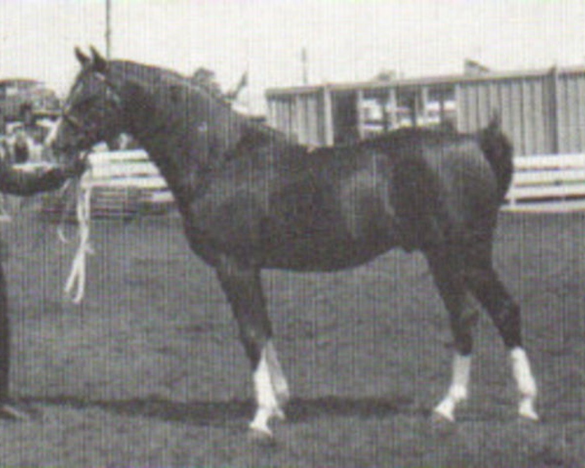 stallion Magic Argosy ox (Arabian purebred, 1967, from Argos 1957 ox)