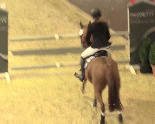 Legdener Ponymeeting 2016