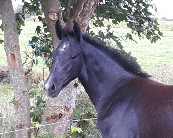 horse Hengst (Oldenburg, 2016, from Don Romanov)