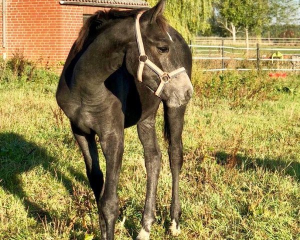 horse Fürstenmaus (Oldenburg, 2018, from Fürstbischof)