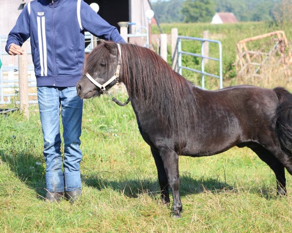 horse Carlo (Shetland Pony, 1994, from Charmeur v.St.Marwin) horse Carlo (Shetland Pony, 1994, from Charmeur v.St.Marwin)