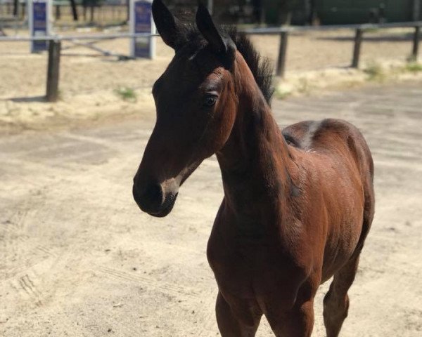 horse Rocky Star (Westphalian, 2018, from Rocky Lee)