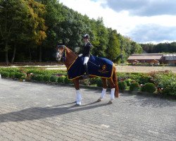 dressage horse Scoletta (Westphalian, 2008, from Scolari)